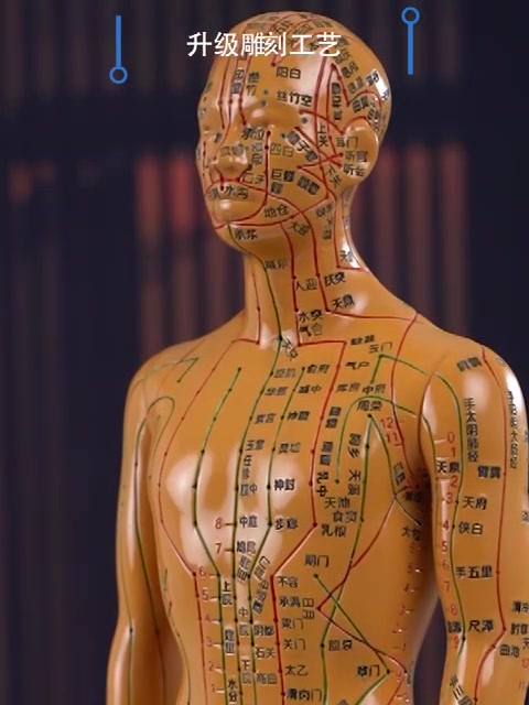 理月针灸穴位人体模型经络全身铜人男女中医全身扎针练习小皮人52cm铜