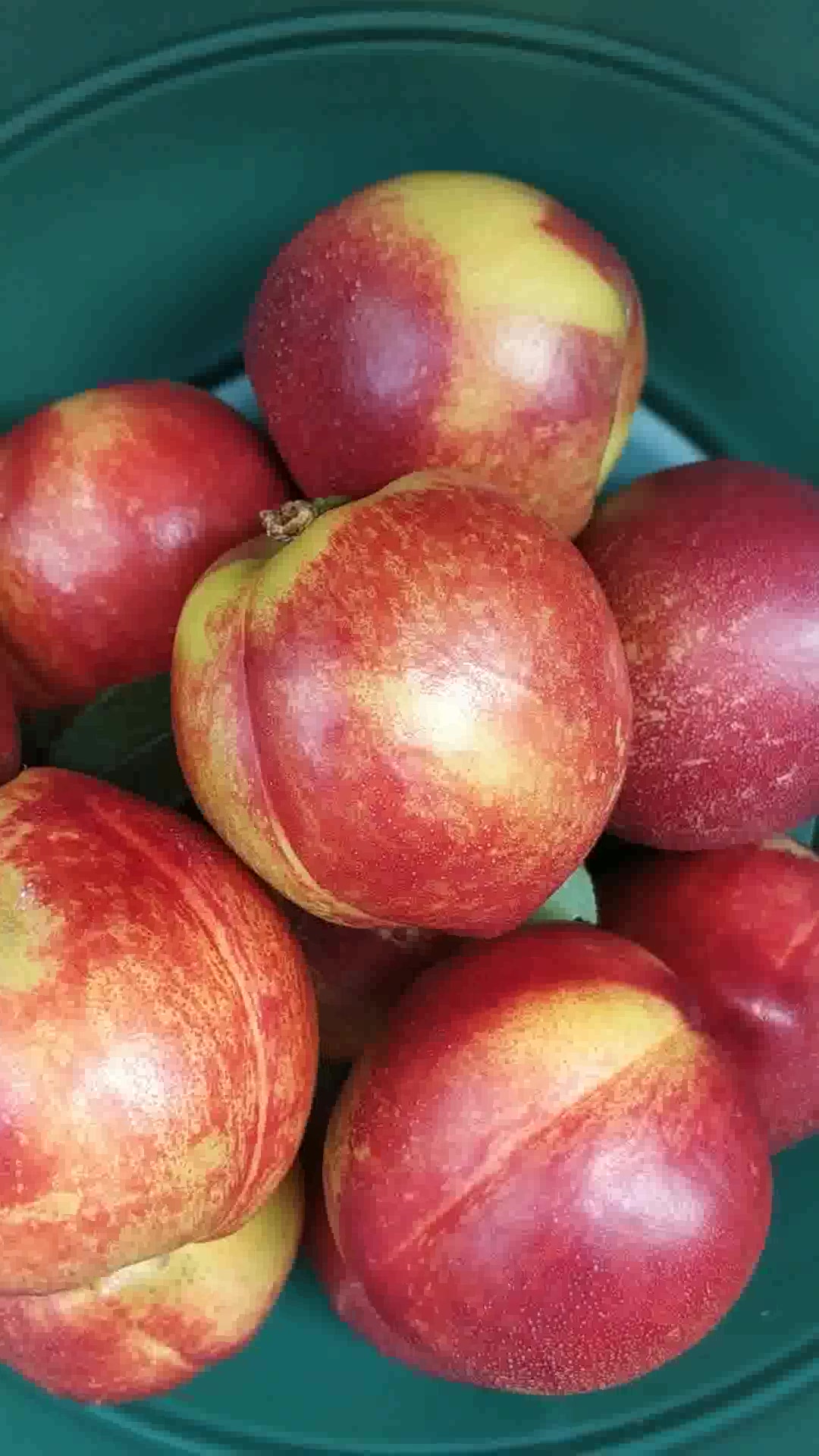 山胖子黄心大油桃蜜桃应当季生鲜新鲜水果大桃子带箱毛重黄心大油桃3