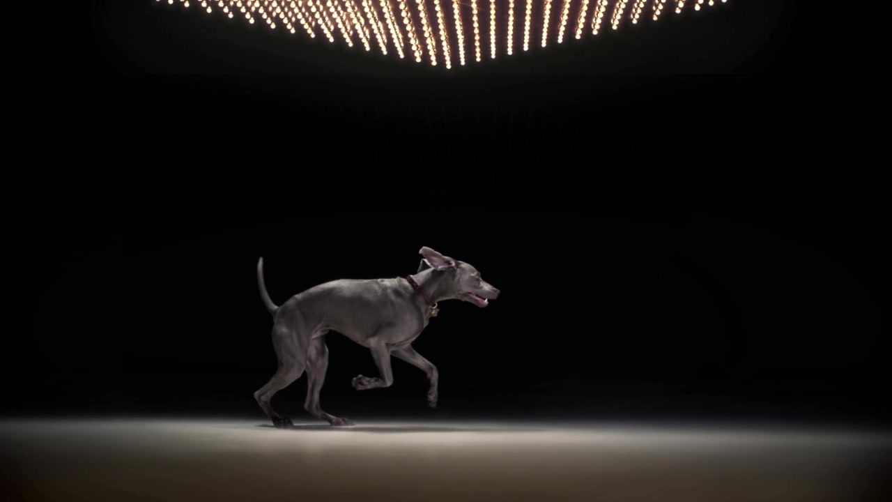 Jd物流 绝魅猫狗狗除臭剂宠物消毒液环境喷雾去尿味消毒水宠物清洁用品473ml 犬用兰花香 图片价格品牌报价 京东