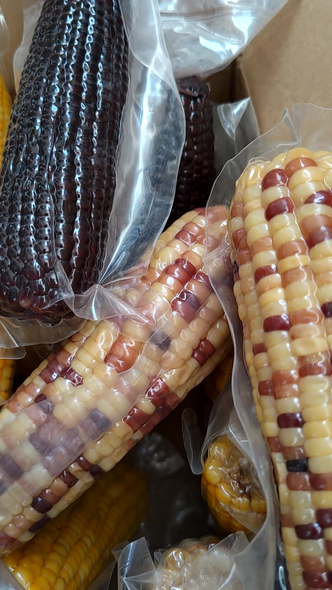 【查干湖馆】东北2021年新黑黄黏粘甜糯玉米棒12支 真空包装 新鲜高温
