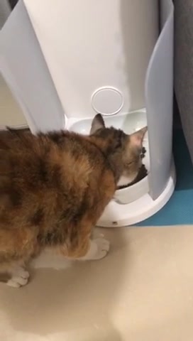 陶瓷碗 Catlink猫咪自动喂食器狗狗定时投食宠物智能猫粮机多猫版喂食器 芯片识别 图片价格品牌报价 京东