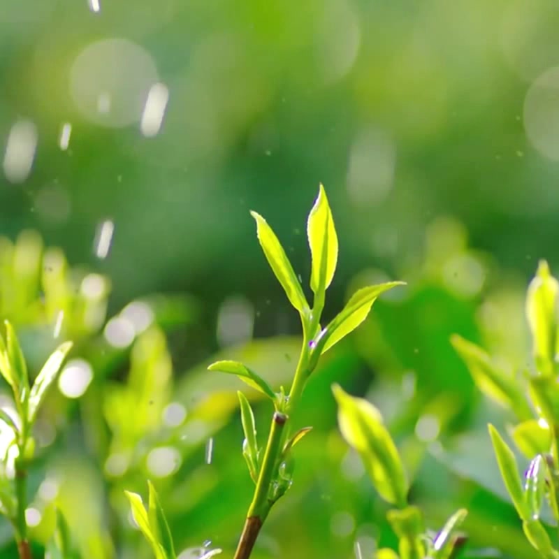 川紅特級碧螺春綠茶茶葉濃香型明前春茶高山雲霧嫩芽茶盒裝100g