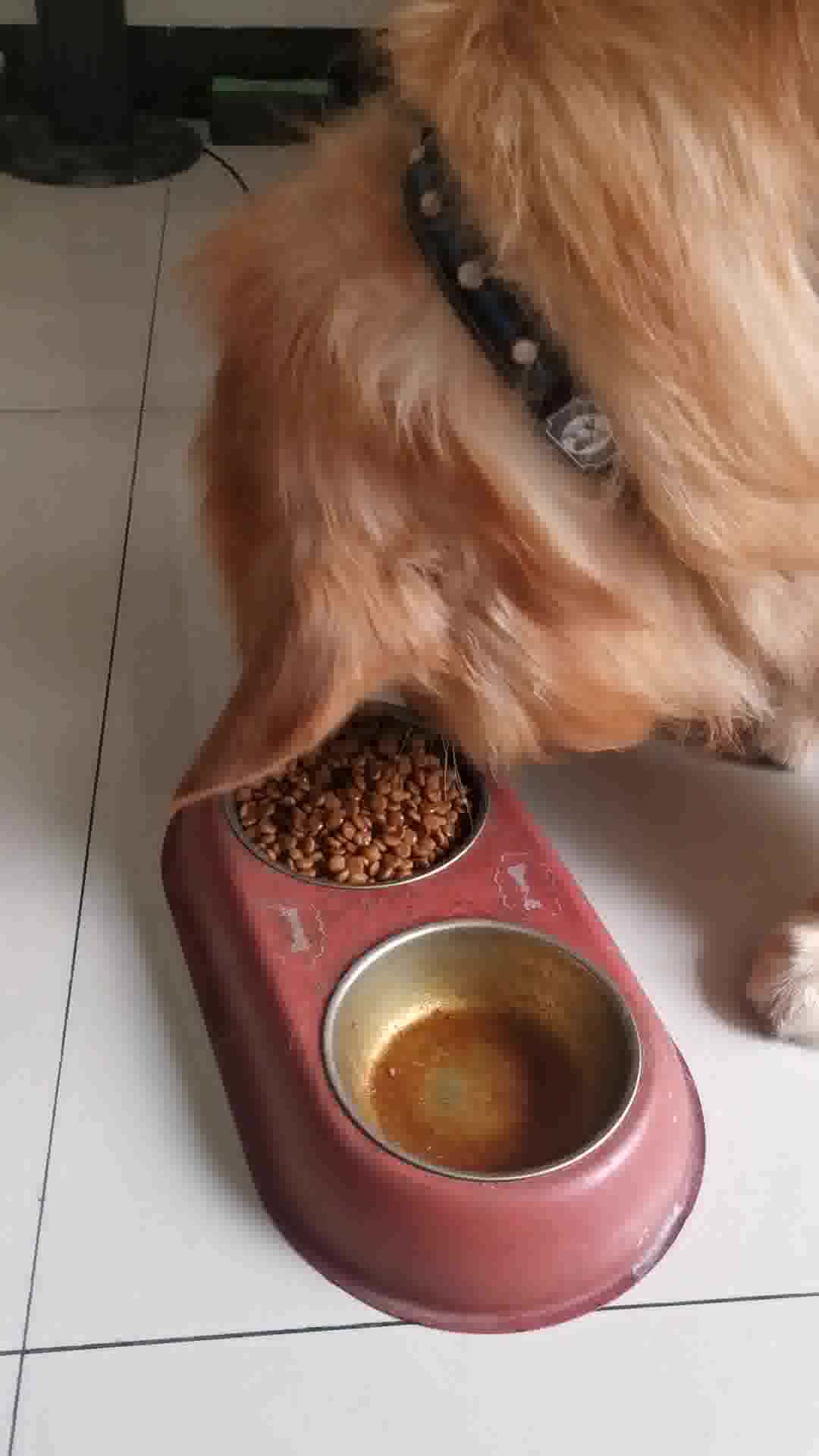 疯狂小狗全犬期鸡肉蓝莓配方犬粮 疯狂的小狗狗粮泰迪贵宾比熊博美鸡肉蓝莓味10kg 疯狂小狗宠物幼犬成犬天然粮 疯狂小狗全犬期鸡肉蓝莓配方犬粮 疯狂的小狗狗粮泰迪贵宾比熊博美鸡肉蓝莓味10kg 疯狂小狗宠物幼犬成犬天然粮