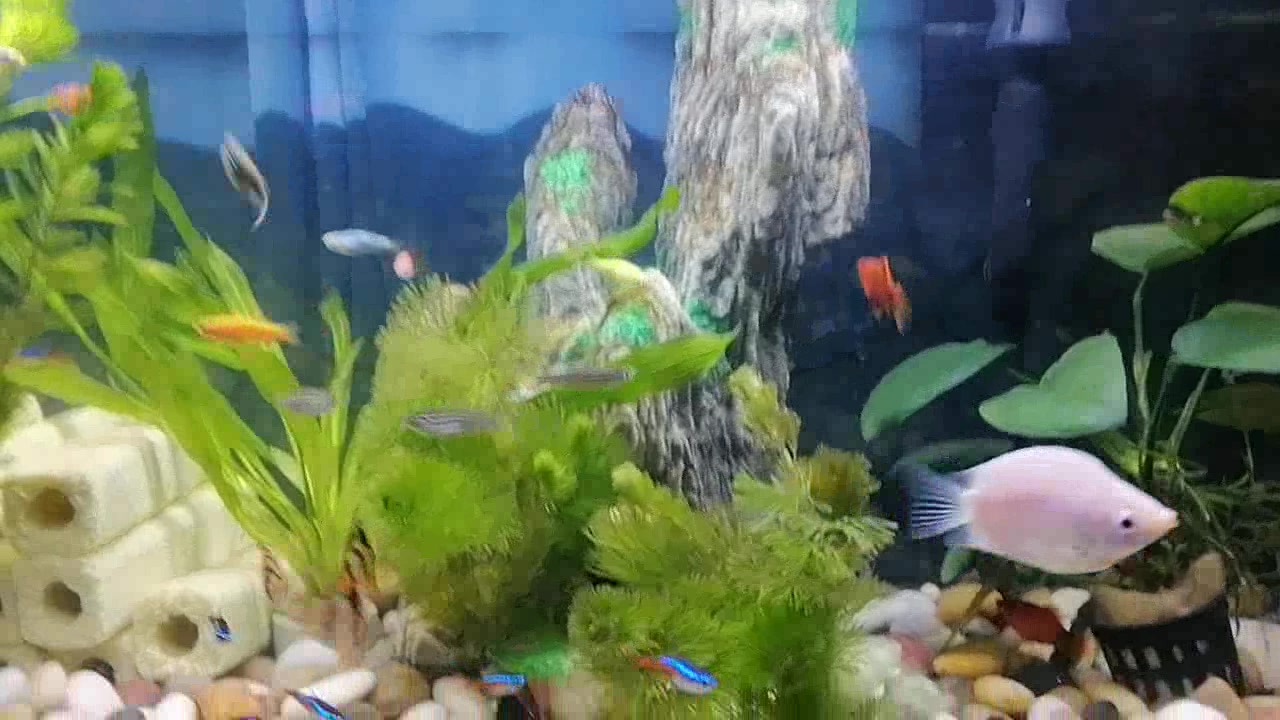 森森鱼缸生态水草缸小型超白玻璃热带鱼水族箱迷你桌面金鱼缸180裸缸 过滤器hj 111b 图片价格品牌报价 京东