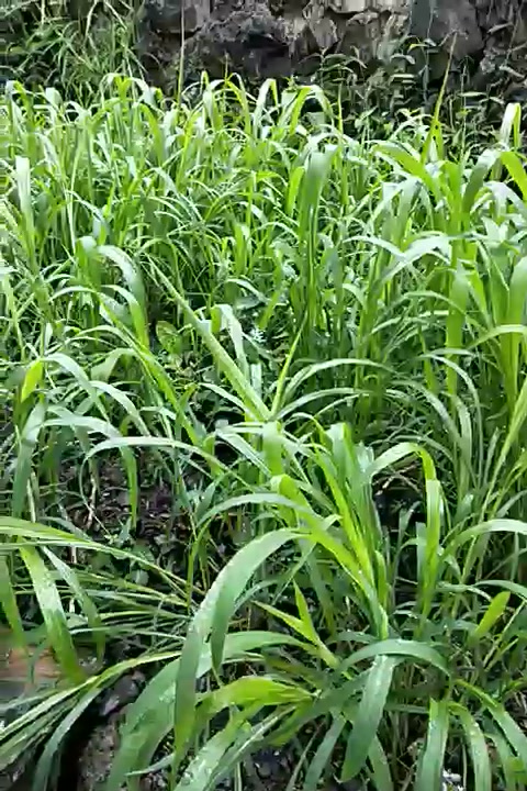 花明月進口牧草種子四季多年生餵牛餵羊餵魚草籽種子漁草籽高產三葉草