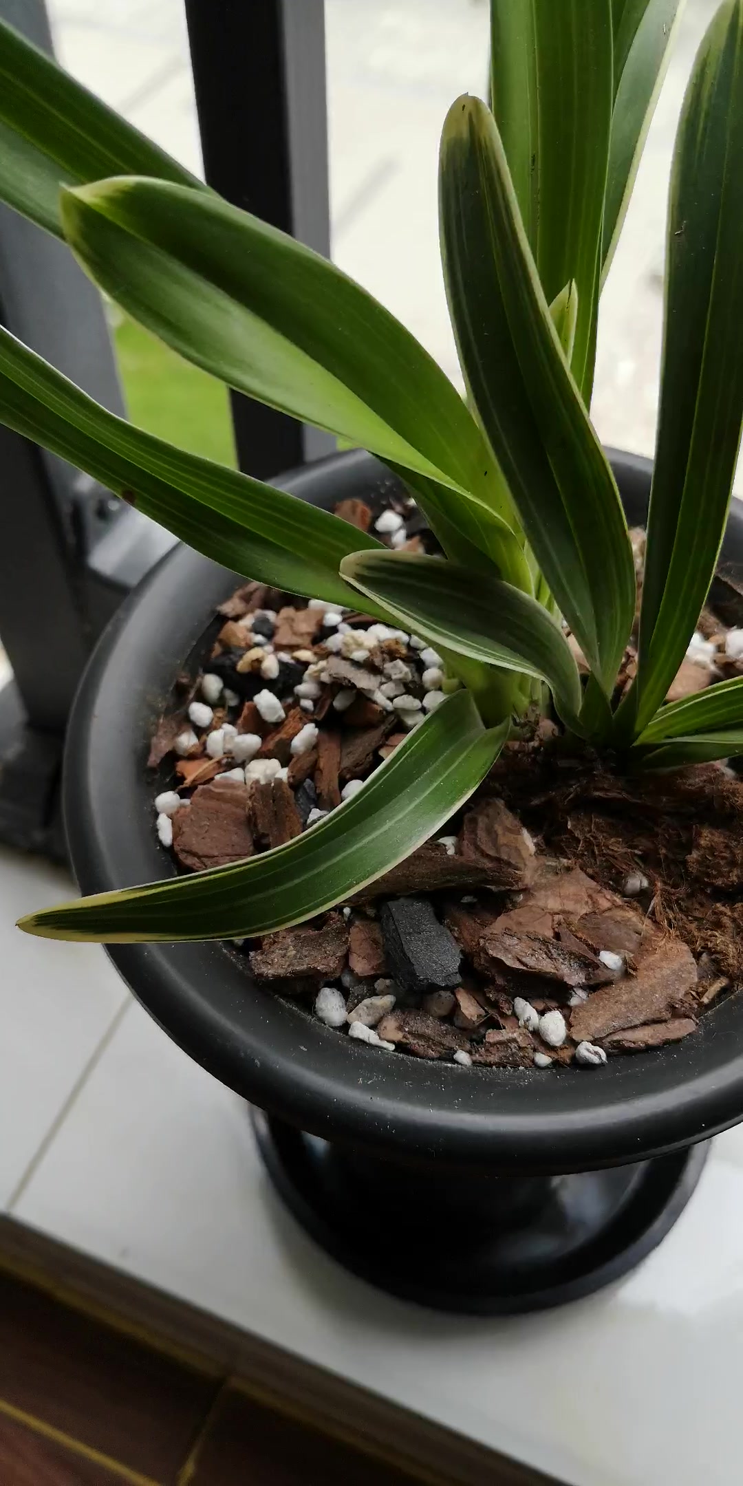 华香园绿植花卉兰花专用盆透气兰花盆塑料花盆塑料兰花盆中号带托盘2