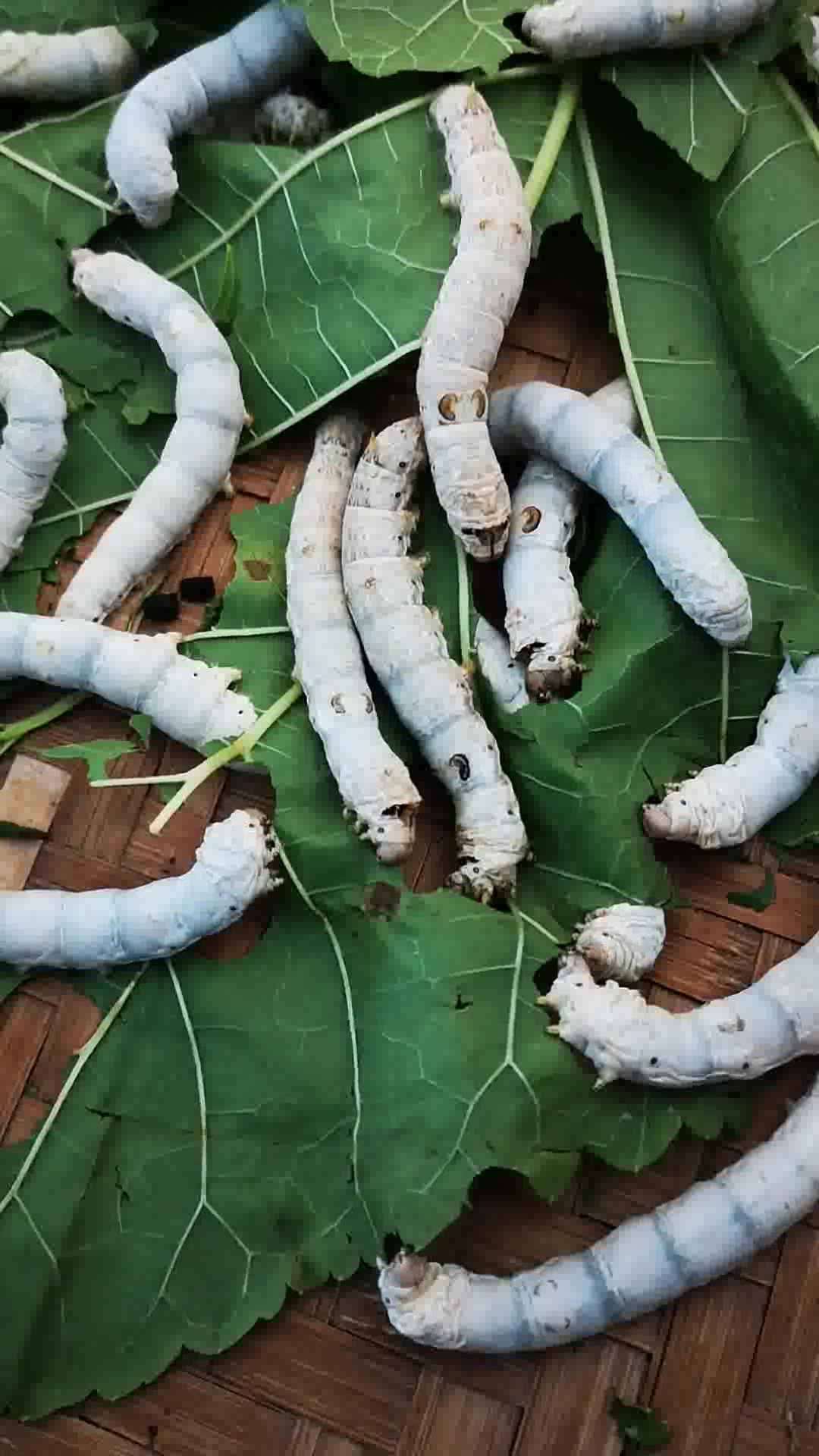 旨嘉 新鲜桑叶桑树基地现摘嫩叶叶大果苗长桑叶小蚕叶蚕宝宝食物 新鲜