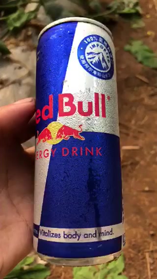 奥地利原装进口红牛牌redbull牛磺酸b族维生素饮料250ml24罐