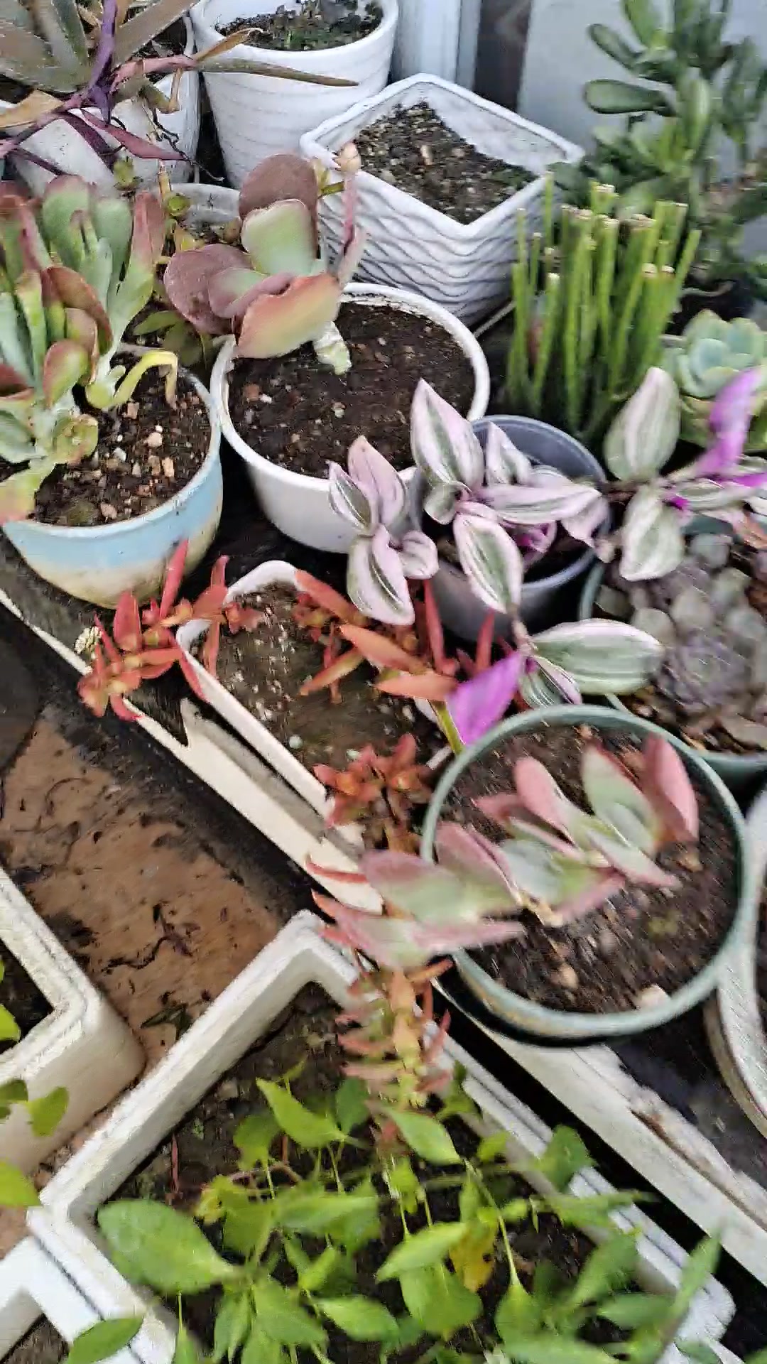 轩林美唐印唐印锦唐印幼苗唐印多头唐印带盆栽好唐印多头老桩唐印锦