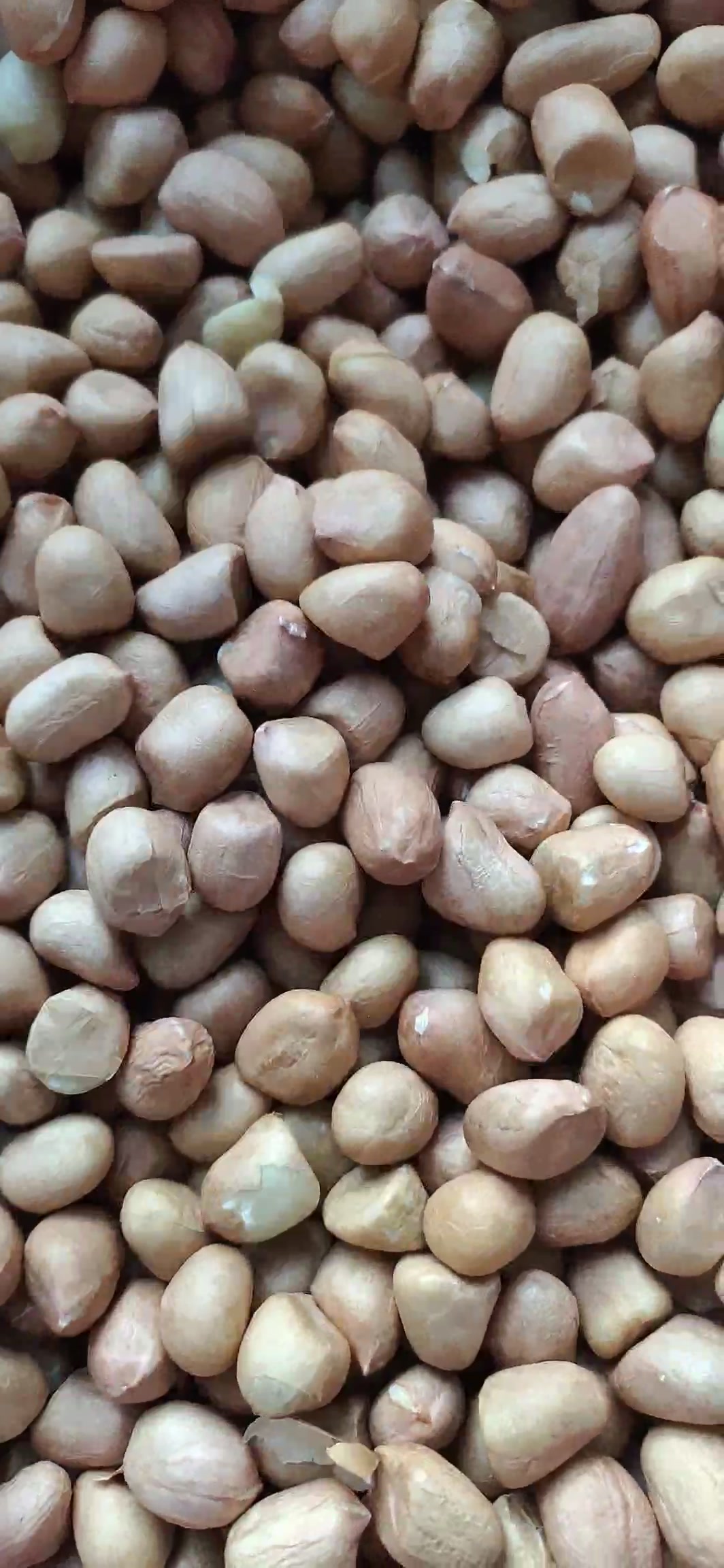 一禾谷香 东北白花生米2.