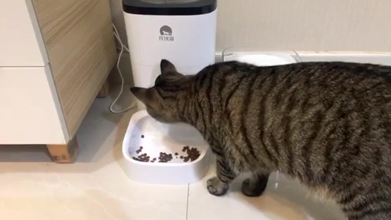 Dudu Pet 玲珑猫智能狗狗猫咪自动喂食器定量猫粮碗定时投喂机宠物喂食机小白4l 按键版 图片价格品牌报价 京东