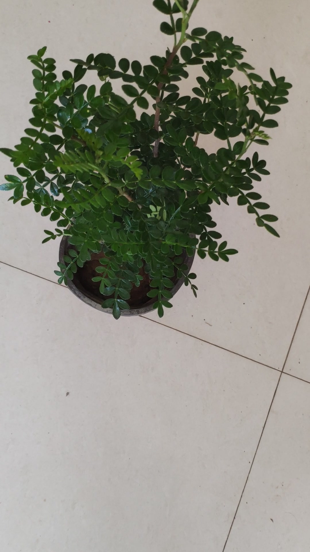 清香胡椒木植物花卉办公室内桌面绿植清香木胡椒木盆栽防蚊虫驱蚊草