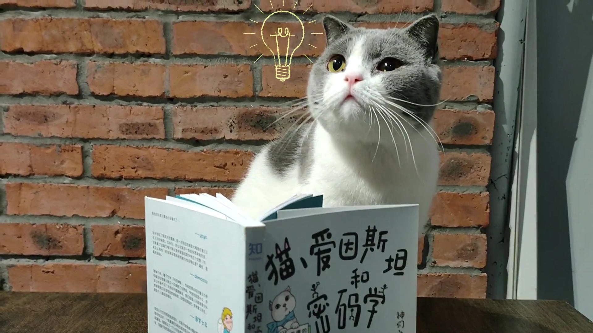 猫 爱因斯坦和密码学 我也能看懂的量子通信 知乎出品 神们自己 摘要书评试读 京东图书