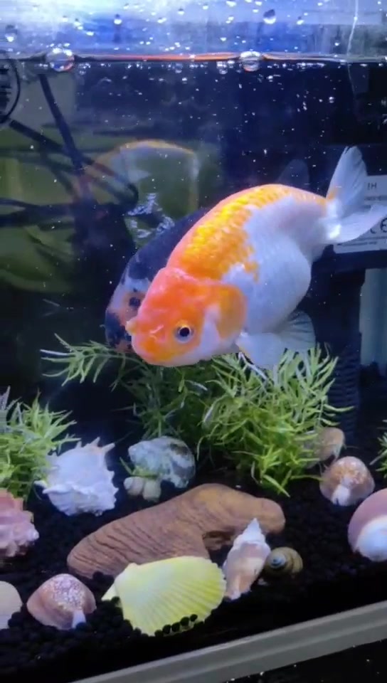 兰寿金鱼红白寿黑寿鱼 观赏鱼 冷水鱼 淡水活体水族宠物招财鱼 国粹鱼