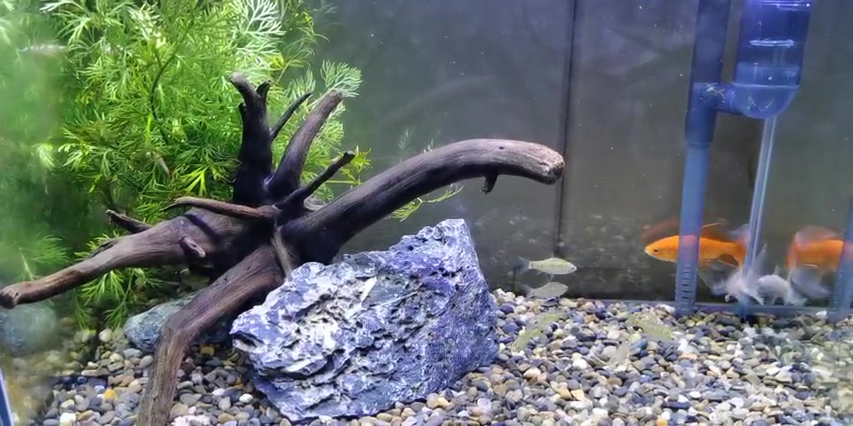 jypet觀賞魚活體條紋小䰾淡水冷水魚伴侶普叉鬥魚苗225cm2條魚食