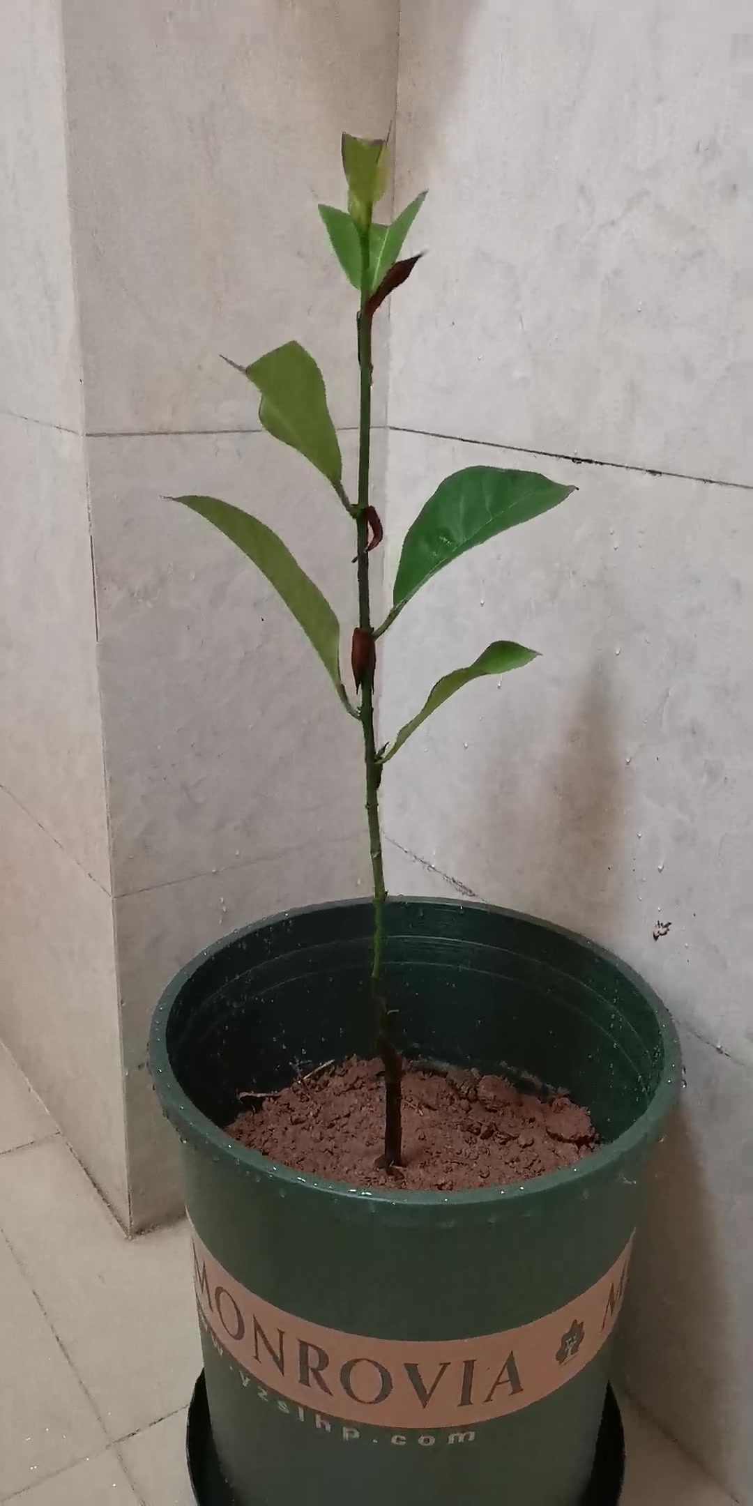 榴莲蜜树苗嫁接榴莲蜜苗湿包榴莲味枝干叶子有绒毛可辨认带土带叶广西